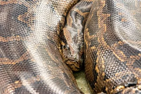 Closeup shot of the Royal python (Python regius) lying twisted on the ground Stock-Fotos