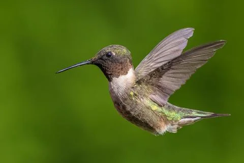 Closeup shot of a ruby-throated hummingbird against blurred green background Stock Photos