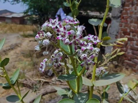 Closeup Shot Of Safed Aak Flowers Plant. Selective Focus On Subject Backgroun Stock Photos