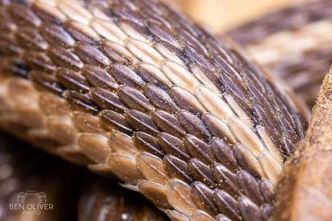 Closeup shot of the scales pattern of a snake Foto stock