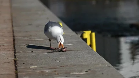 Closeup shot of a seagull eating something on a pier,  Stock Footage 247202428