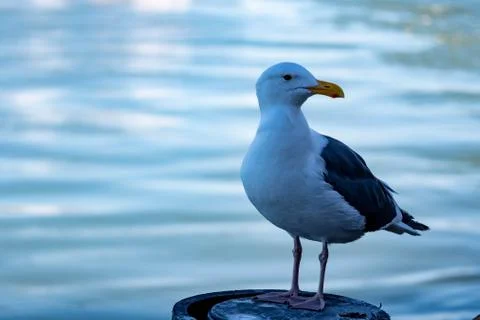 Closeup shot of a seagull while resting on a beach Stock Photos
