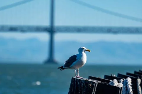 Closeup shot of a seagull while resting on a beach Stock Photos