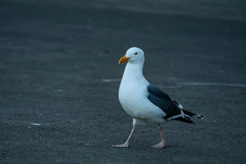 Closeup shot of a seagull while resting on a beach Stock Photos
