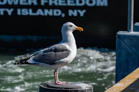 Closeup shot of a seagull while resting on a beach Stock Photos