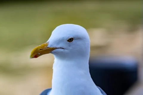 Closeup shot of a seagull while resting on a beach Stock Photos
