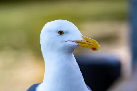 Closeup shot of a seagull while resting on a beach Stock Photos