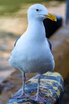 Closeup shot of a seagull while resting on a beach Stock Photos