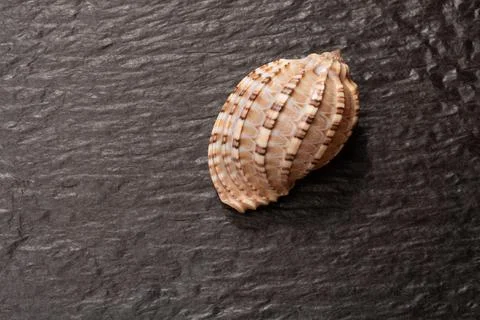 Closeup shot of a seashell on a grunge surface Stock Photos