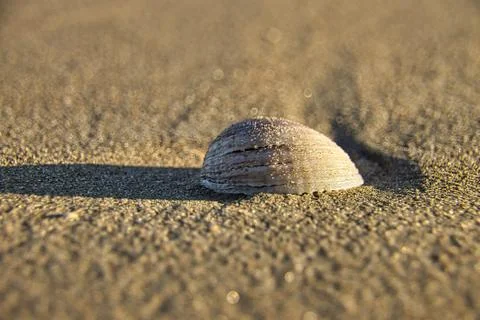 Closeup shot of a seashell on a sandy beach under the sunlight Stock-Fotos