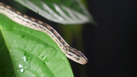 Closeup shot with selective focus of grey pet rat snake in foliage Stock Footage 149910364