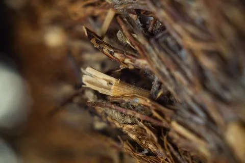 Closeup shot of a sharp spiky tree branch surface Foto stock
