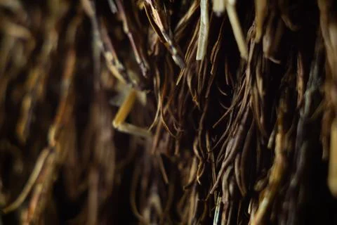 Closeup shot of a sharp spiky tree branch surface 库存照片