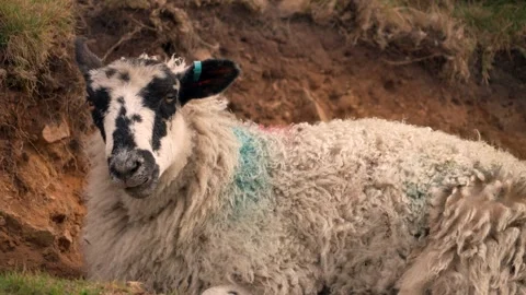 Closeup shot of a sheep chewing grass looking at the camera Stock Footage 318259523
