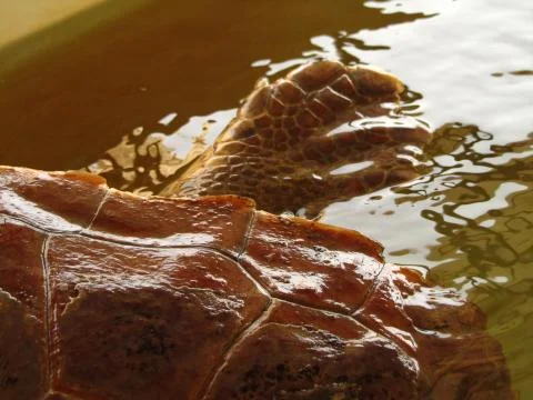 A closeup shot of the shell and flipper of loggerhead sea turtle in the water Stock Photos