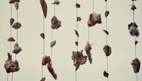Closeup shot of shells hanging on threads Stock Photos