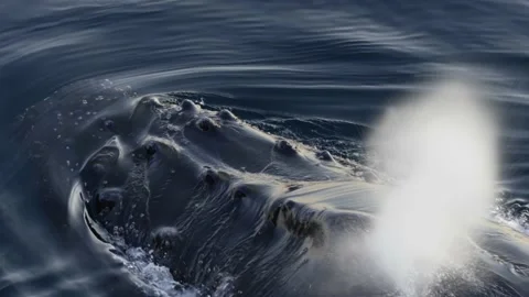 Closeup shot, showing a Humpback whale blowing while breaching on the Stock Footage