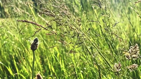 Closeup shot from the side of long grass in a uncultivated field Video stock 248352229