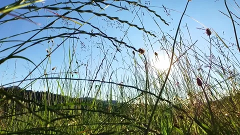 Closeup shot from the side of long grass in a uncultivated field against the sun Stock Footage 248356452