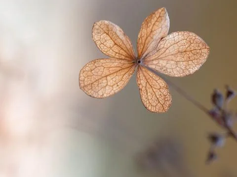 Closeup shot of a single dried hydrangea leaf. 스톡 사진