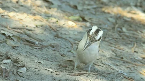 Closeup shot of sitting kookaburra  Stock Footage 49943575