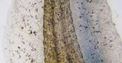 A closeup shot of a slice of dried leaf with water drops Stock Photos