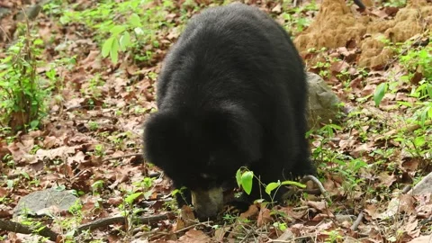 Closeup shot of sloth bear or Melursus ursinus with eye contact feeding termite Stock Footage 220216702