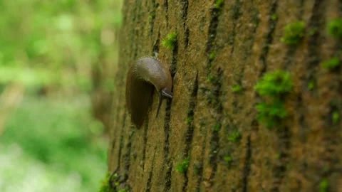 Closeup shot of a slug on the bark of a tree 스톡 동영상 250004122