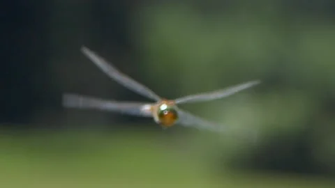 dragonfly flying slow motion