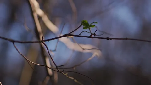 A closeup shot of a small new green leaf and the first spring growth on a branch Stock Footage 263665480