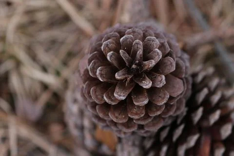 Closeup shot of small pinecones on the blurry background Stock Photos