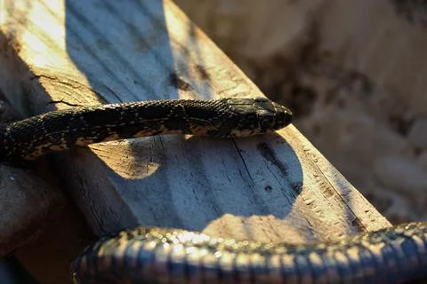 Closeup shot of a small python on a concrete surface Stock Photos