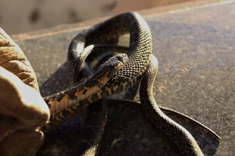 Closeup shot of a small python on a floor Foto stock