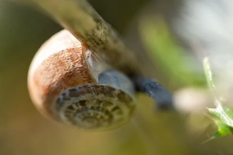 Closeup shot of a snail Stock Photos