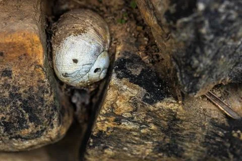 Closeup shot of a snail shell embedded in a wall Stock Photos