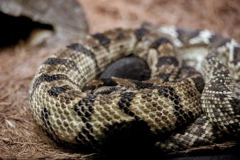 Closeup shot of a snake looking at the camera with a blurred background Stock Photos
