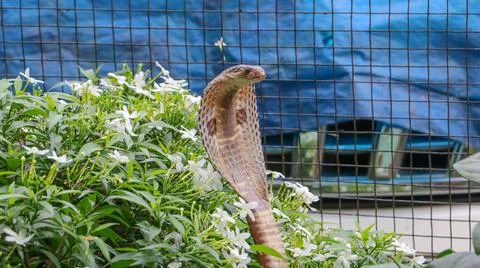 Closeup shot of a snake 스톡 사진