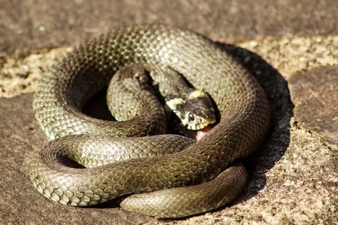 Closeup shot of a snake Foto stock