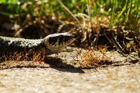 Closeup shot of a snake Foto stock