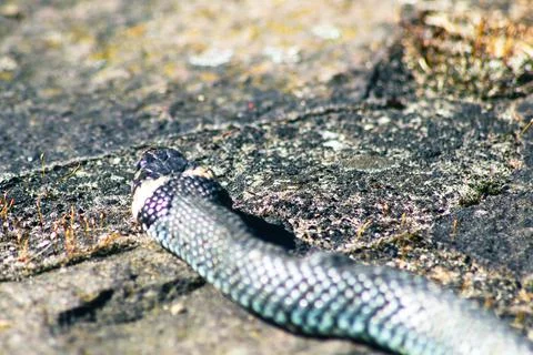 Closeup shot of a snake Stock Photos