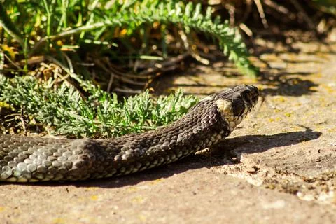 Closeup shot of a snake Foto stock