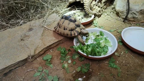 Closeup shot of a snapping turtle eating cut lettuce from a bowl Stock Footage 218610646