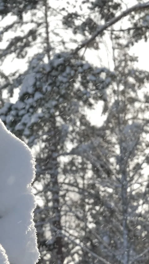 Closeup shot of snow covered branches with snowfall in the background. Stock Footage 340361566