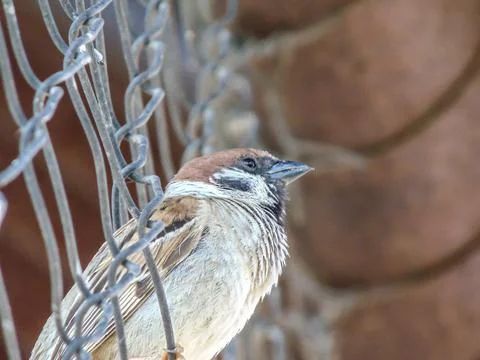 Closeup shot of a sparrow. bird 写真素材