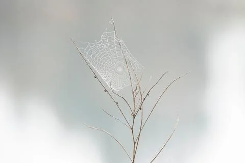 Closeup shot of a spider net in tiny branches in the blurred background. Stock Photos