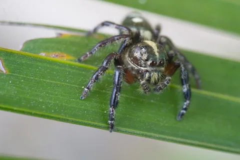 A closeup shot of a spider on a red background Stock Photos