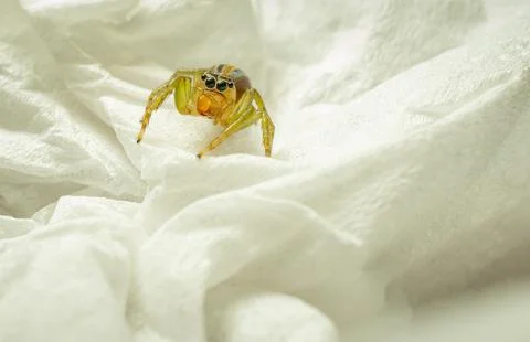 A closeup shot of a spider on a red background Stock Photos