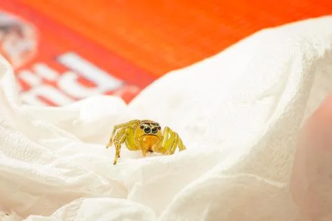 A closeup shot of a spider on a red background Stock Photos