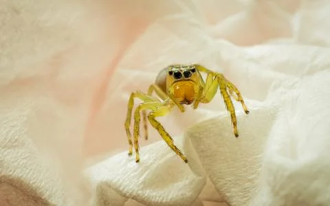 A closeup shot of a spider on a red background Stock Photos