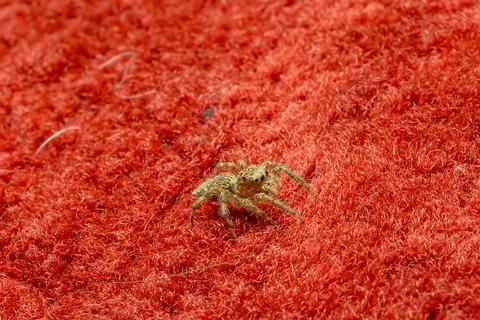 A closeup shot of a spider on a red background Stock Photos